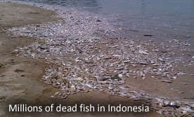 Dead fish in Jakarta