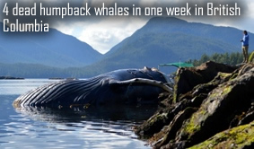 Dead Humpback Whales Canada