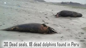 Dead Seals and Dolphins in Peru