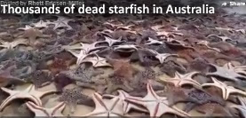 Dead starfish in Australia