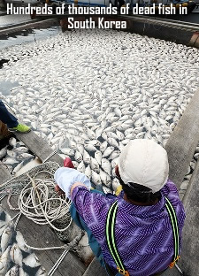 Fish Kill in Korea