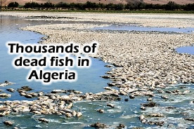 Dead Fish Algeria