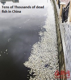 Dead Fish in Fuzhou