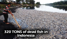 Dead Fish Sragen