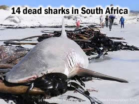 Dead Sharks in South Africa