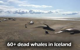 Dead Whales Iceland
