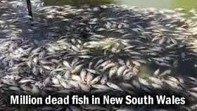 Fish Kill New South Wales